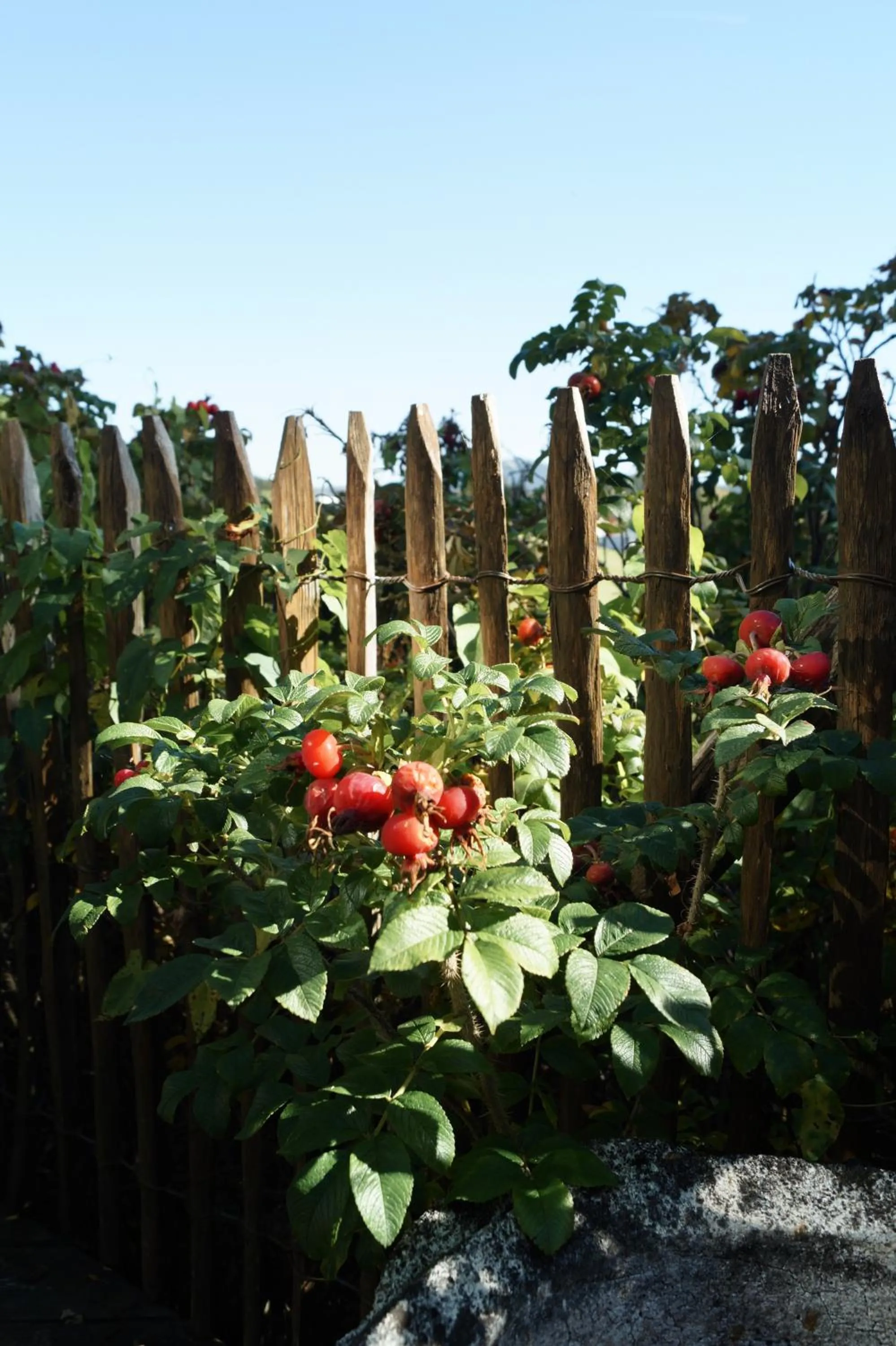 Garden in stuub hinterzarten