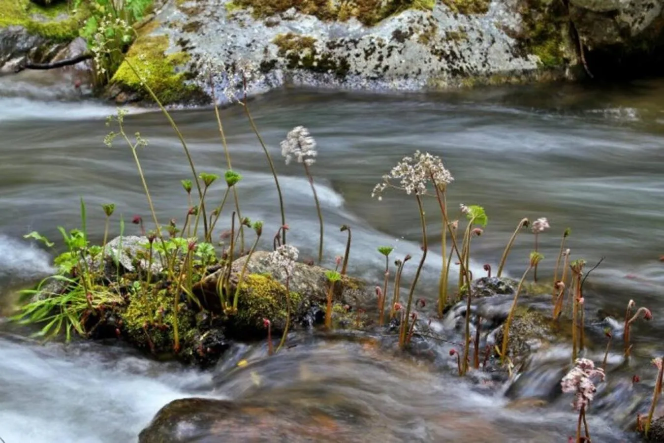 Natural landscape in Corlieu Falls Cabin in Sugar Pine 8 miles from Yosemite with Gazebo, Hot tub a shack and Bar top
