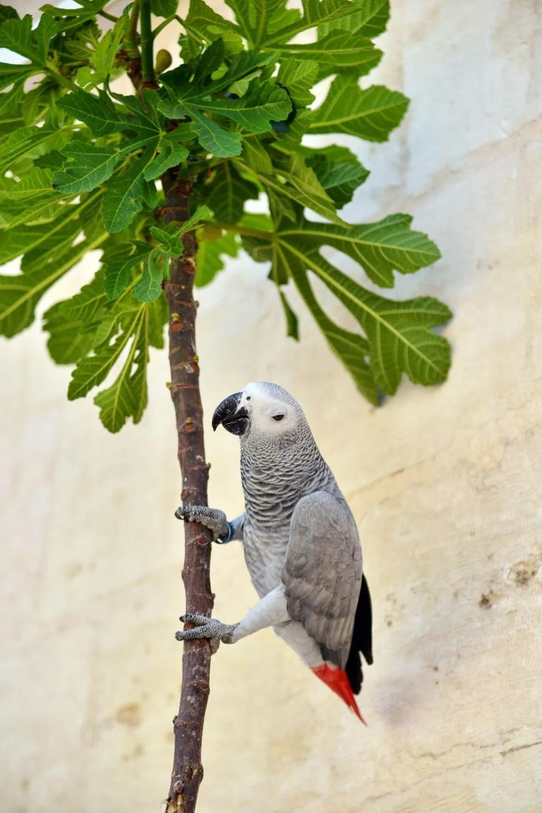 Animals in KARAGÜL Hotel
