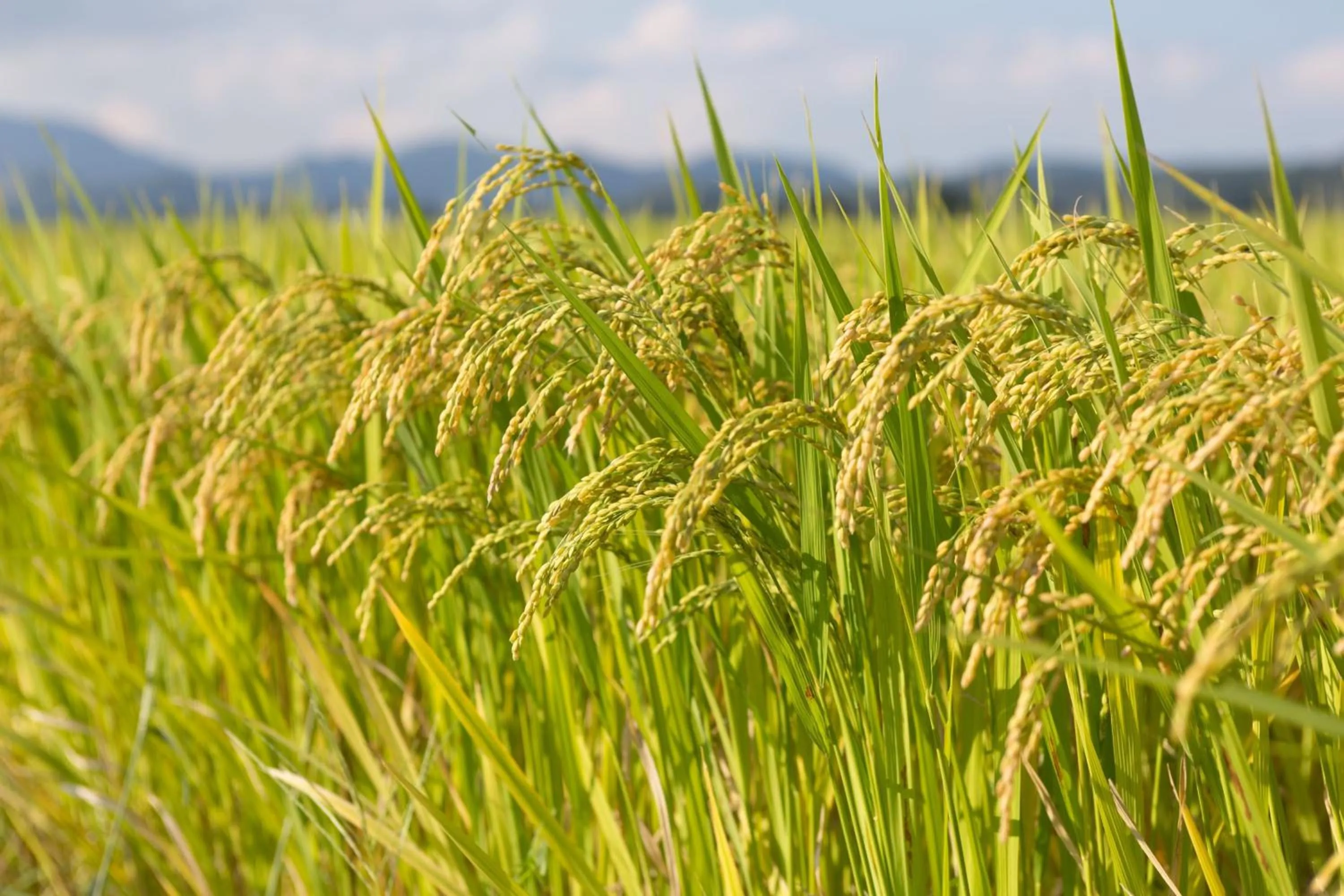 Spa and wellness centre/facilities in The Ritz-Carlton Fukuoka
