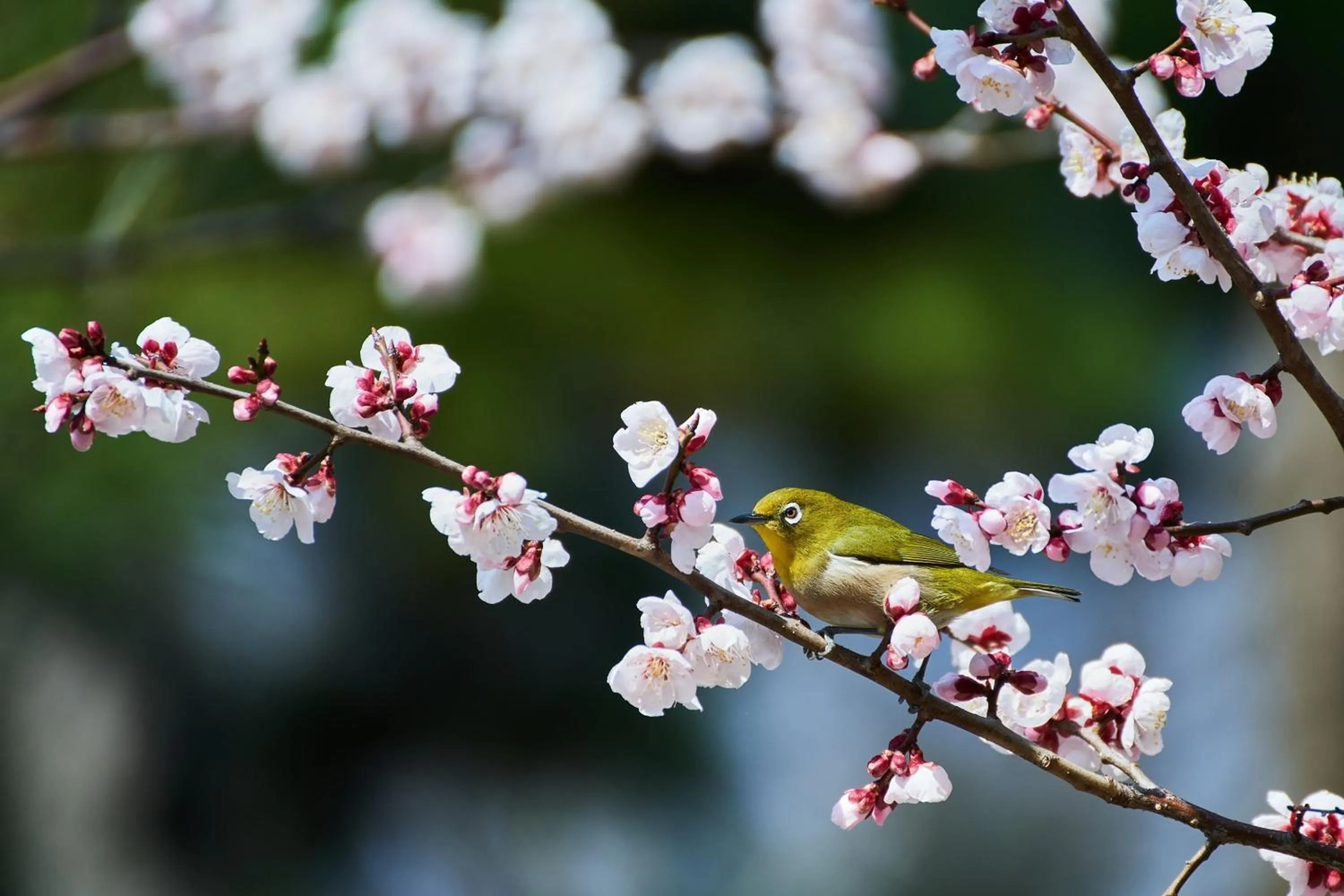 Spa and wellness centre/facilities in The Ritz-Carlton Fukuoka