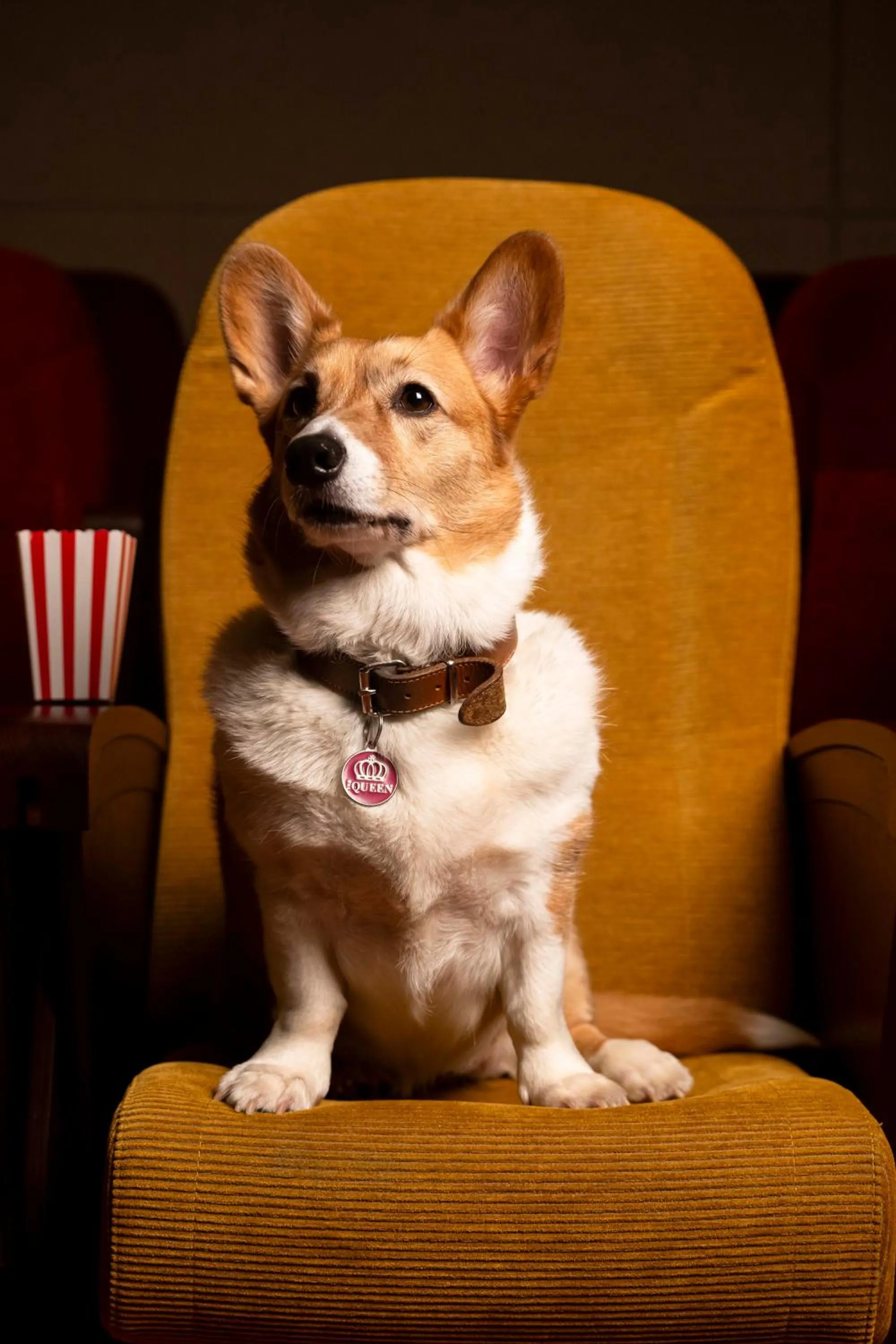 Pets in Mama Shelter Dijon