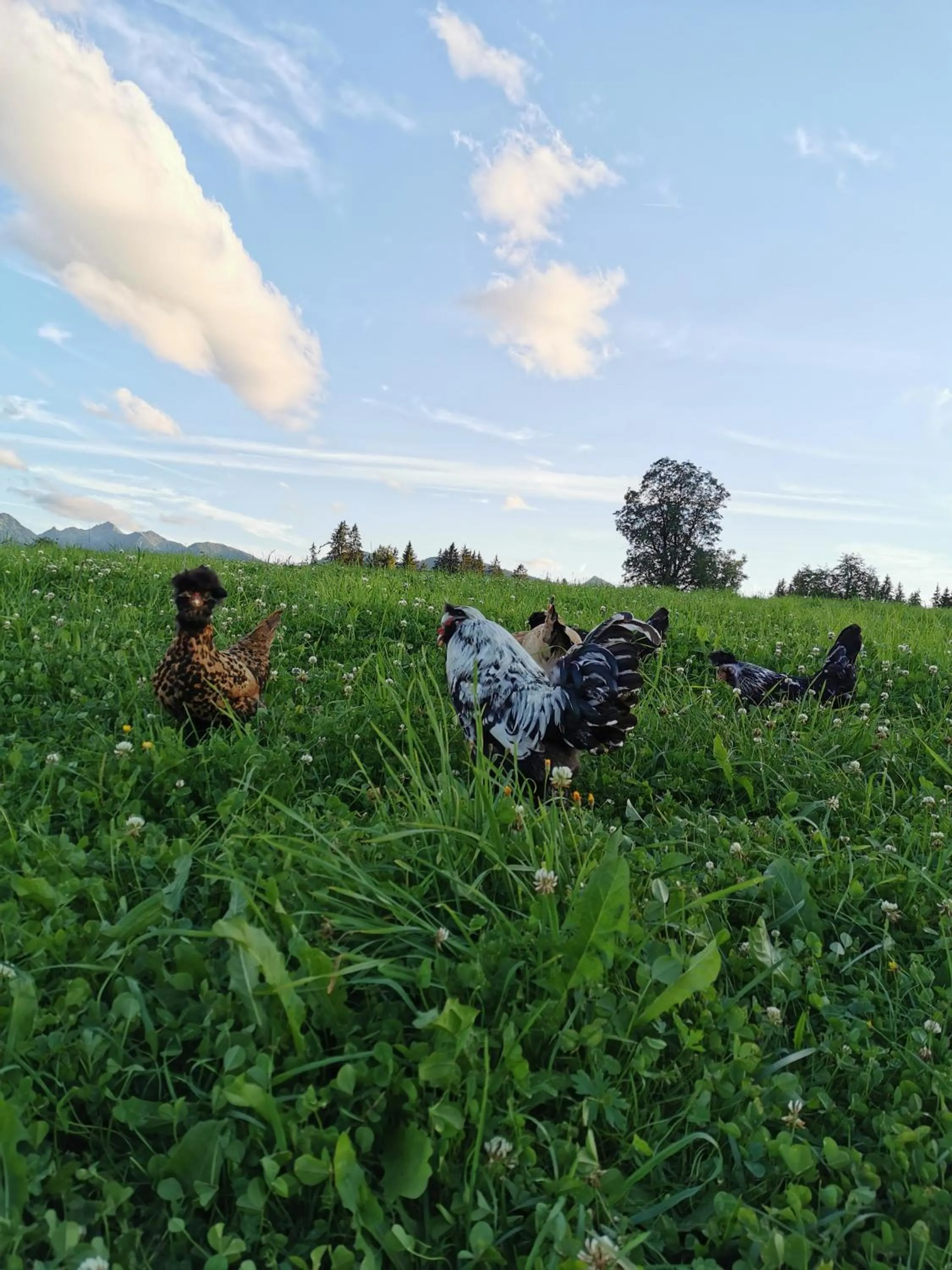 Natural landscape in Burglehnerhof