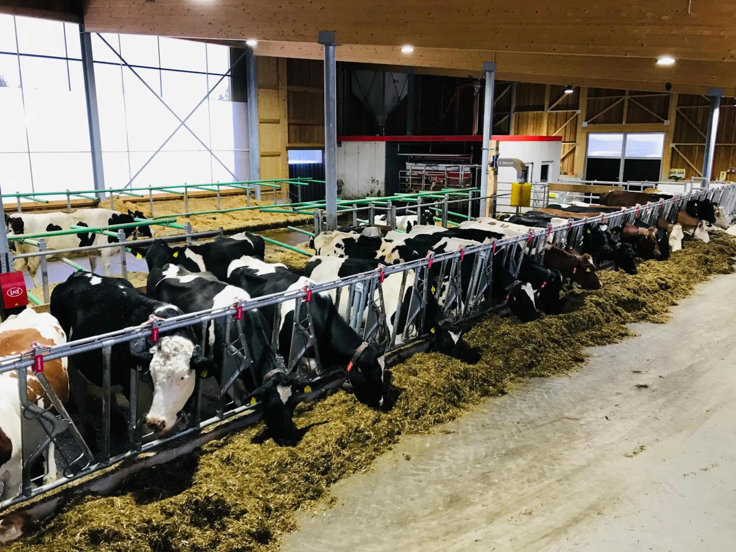 Animals in Burglehnerhof