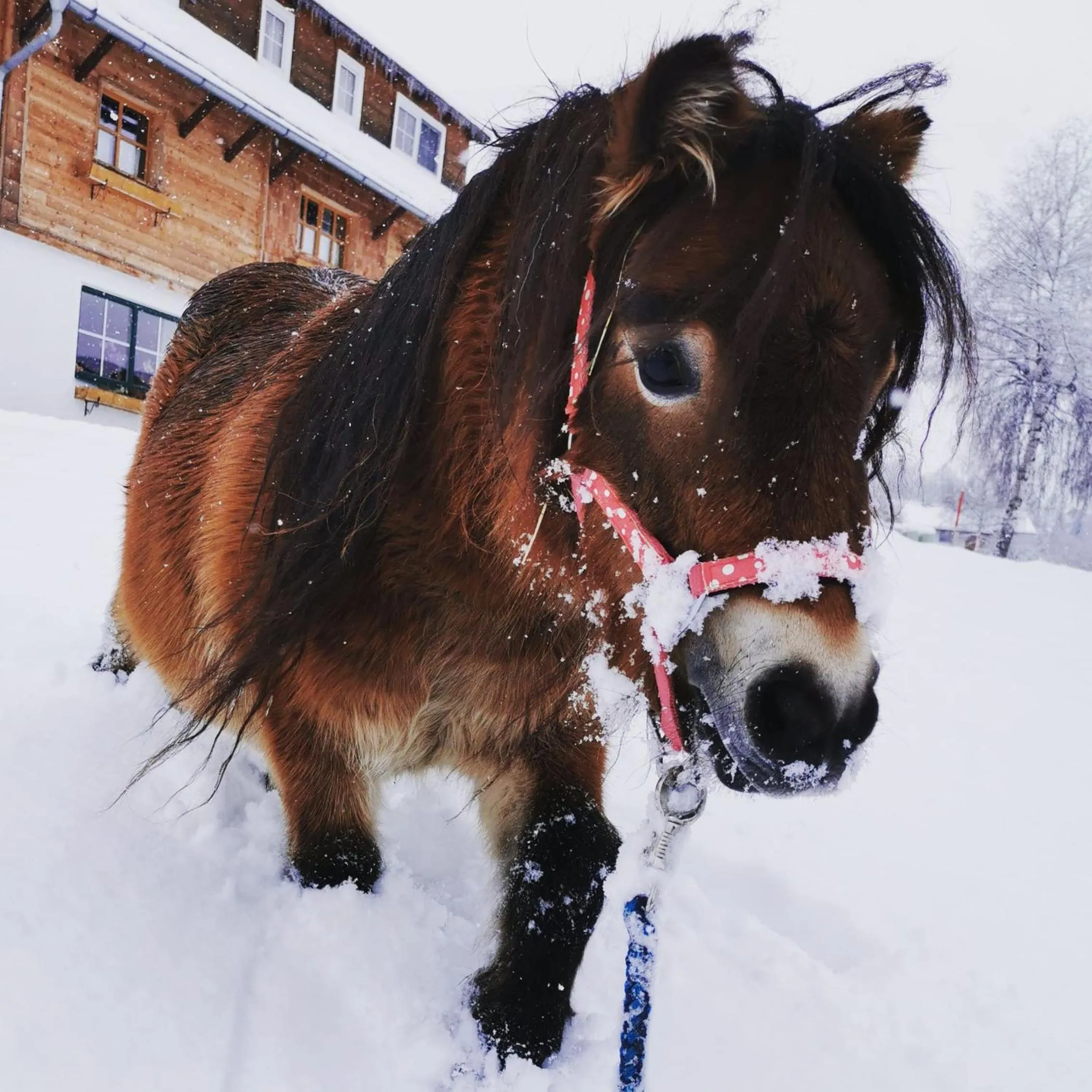 Winter in Burglehnerhof